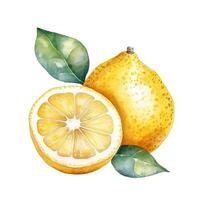 Watercolor yellow lemon. Illustration photo