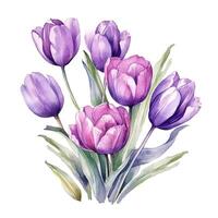 Violet watercolor tulips. Illustration photo