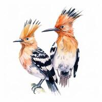 Two hoopoe birds. Illustration photo