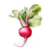 Watercolor radish isolated. Illustration AI Generative photo