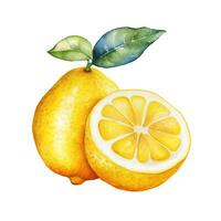 Watercolor yellow lemon. Illustration photo