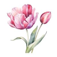 Watercolor tulip isolated. Illustration photo