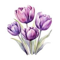 Violet watercolor tulips. Illustration photo