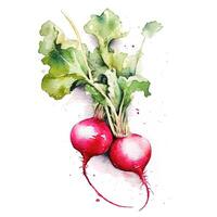 Watercolor radish isolated. Illustration photo