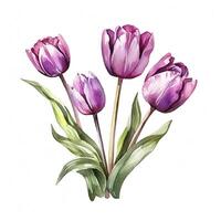 Violet watercolor tulips. Illustration photo