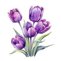 Violet watercolor tulips. Illustration photo