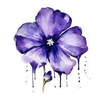 Violet watercolor flower. Illustration photo