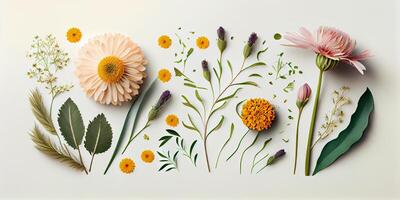 Flat lay illustration sunflowers concept of fresh field Spring flowers on white isolated background. Beautiful flowers decorative element set collection. . photo