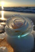 white rose sitting on top of a snow covered beach. . photo