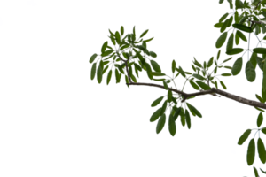Branches and leaves cut out background png
