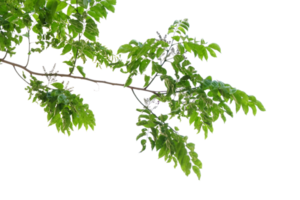 Ast von ein Baum isoliert png