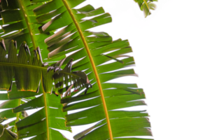 Enlarge the banana leaf part of the banana plant. cut out background png