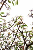 Ast von ein Baum mit Blätter png