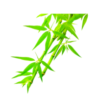 green bamboo illustration png