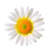 AI generative daisy flower png