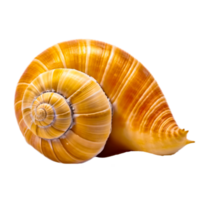 AI generative conch shell png