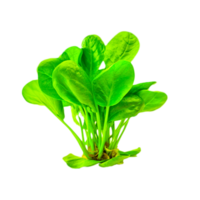 AI generative spinach png transparent