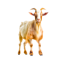 rove goat sheep png