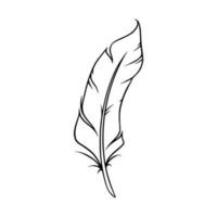 Feather sketch. Feather for decoration or writing. Vector illustration