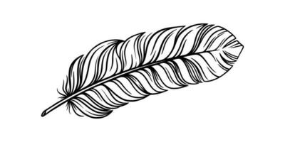 Bird feather for a quill. Tribal feather illustration for an ethnic decoration. Vector illustration