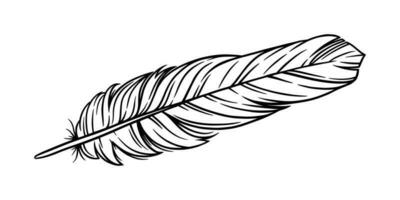 Bird feather for a quill. Handwriting feather isolated in white background. Vector illustration