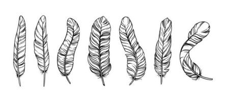 Feathers in boho vintage style. Set of tribal bird feathers isolated in white background. Vector illustration