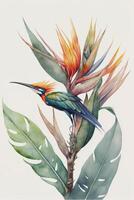 watercolor painting of a bird of paradise. . photo