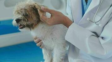 veterinario médico participación y examinando un maltés Westie cruzar perrito con un estetoscopio video