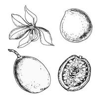 Set of tropical passion fruit and leaves vector illustration isolated on white. Maracuja, sliced fruit hand drawn. Design element for wrapping, menu, smoothies, ice-cream, ingredient, tableware.