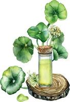 Centella asiatica, essential oils on wooden stand watercolor illustration isolated on white. Pennywort, gotu kola herbal plants, cola hand drawn. Design element for package, label, wrapping vector
