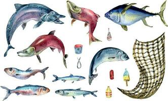 Set of various fresh sea fish watercolor illustration isolated on white. Fish net and tuna, salmon, herring, anchovy hand drawn. Design element for cookbook, signboard, menu, market, packaging vector