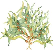 verde mar planta acuarela ilustración aislado en blanco antecedentes. ascophyllum, quelpo, hierba algas marinas mano dibujado. diseño elemento para paquete, etiqueta, publicidad, envase, marina colección vector