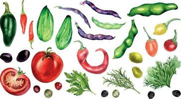 Set of tomato, cucumber, hot peppers and beans watercolor illustration isolated on white. Jalapeno, peppercorns, chilli pepper, parsley, rosemary hand drawn. Elements for menu, cookbook, package vector