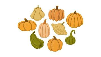 calabazas y calabazas ilustración. vector mano dibujado colocar.