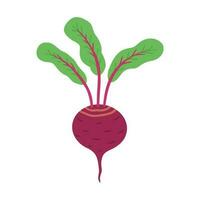 beet root, harvest. Illustration for printing, backgrounds, covers and packaging. Image can be used for greeting cards, posters, stickers and textile. Isolated on white background. vector