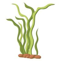 Vector illustration of long green algae isolated on a white background. Aquarium grass on rocks.