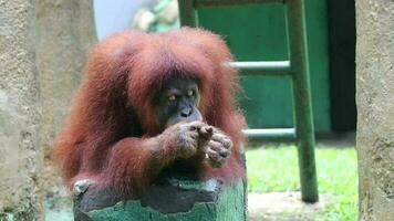 Footage of a Sumatran orangutan at  Zoo. The Sumatran orangutan is the rarest species of orangutan. The Sumatran orangutan lives and is endemic to Sumatra, an island located in Indonesia. video