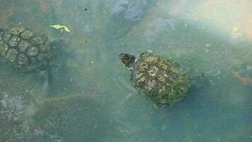 kuja schelp, ook bekend net zo de schelp schildpad of Cuora amboinensis, is ook bekend net zo de amboina doos schildpad of de zuidoosten Aziatisch doos schildpad. het is heel geschikt naar worden gehouden, en kan maken een uniek huisdier. video