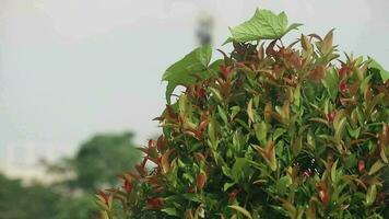 pucuk Merah oder rot schießt sind Pflanze Spezies bekannt wie Zier Pflanzen von das Gattung Syzygium. das Farbe von das neu erschien Blatt Knospen hat ein hell rot Farbe, video