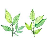 Watercolor bay leaf, botanical illustration isolated vector