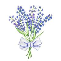 Watercolor bouquet of lavender flower with purple bow vector