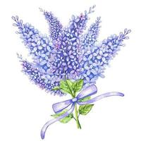 acuarela ramo de flores de lila flor con púrpura cinta vector