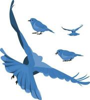 Blue Birds in Various Poses vector