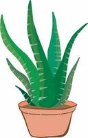 Aloe vera plant in the pot vector