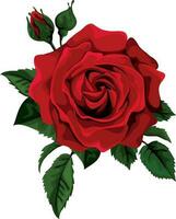 red rose with leaves, Red rose Vectors and  Illustrations