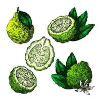 bergamot fruit natural set sketch hand drawn vector