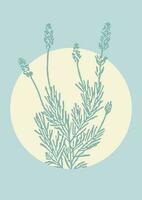 Blooming lavender branch sketch illustration poster. Aromatherapy plant vector