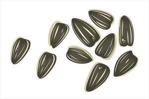 Sunflower seeds vector illustration isolated on white