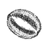 kiwi comida Fruta bosquejo mano dibujado vector