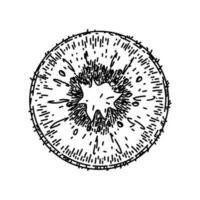 kiwi slice fruit sketch hand drawn vector